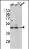 3-keto-steroid reductase antibody, PA5-49584, Invitrogen Antibodies, Western Blot image 