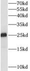 Interleukin 1 Family Member 10 antibody, FNab04236, FineTest, Western Blot image 
