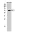 Bone Morphogenetic Protein 7 antibody, A00858, Boster Biological Technology, Western Blot image 