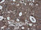RIO Kinase 2 antibody, LS-C174157, Lifespan Biosciences, Immunohistochemistry frozen image 