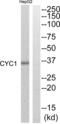 Cytochrome C1 antibody, abx015080, Abbexa, Western Blot image 