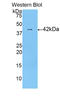 Histone H2A type 1-C antibody, LS-C303081, Lifespan Biosciences, Western Blot image 