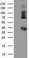 Heat Shock Protein Family A (Hsp70) Member 6 antibody, TA501772, Origene, Western Blot image 