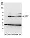 Selenocysteine Lyase antibody, A305-725A-M, Bethyl Labs, Western Blot image 