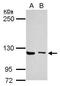 Unc-13 Homolog D antibody, TA308332, Origene, Western Blot image 