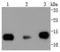 Histone Cluster 1 H2B Family Member K antibody, A11068, Boster Biological Technology, Western Blot image 