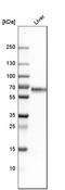 High molecular weight kininogen antibody, HPA001616, Atlas Antibodies, Western Blot image 