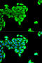 BAI1 Associated Protein 2 antibody, A03306, Boster Biological Technology, Western Blot image 