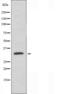 Homeobox protein SIX1 antibody, orb226657, Biorbyt, Western Blot image 
