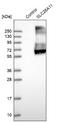 Solute Carrier Family 26 Member 11 antibody, NBP1-86346, Novus Biologicals, Western Blot image 
