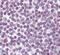 DEAD-Box Helicase 18 antibody, PA5-23463, Invitrogen Antibodies, Immunohistochemistry frozen image 