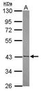 Fuzzy Planar Cell Polarity Protein antibody, PA5-31699, Invitrogen Antibodies, Western Blot image 