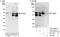Signal Transducing Adaptor Molecule antibody, A303-292A, Bethyl Labs, Western Blot image 