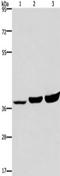 APAF antibody, TA321991, Origene, Western Blot image 
