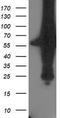 Probable Xaa-Pro aminopeptidase 3 antibody, TA503349, Origene, Western Blot image 