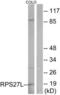 Ribosomal Protein S27 Like antibody, LS-B9684, Lifespan Biosciences, Western Blot image 