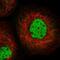 Scm-like with four MBT domains protein 1 antibody, HPA036152, Atlas Antibodies, Immunofluorescence image 