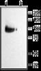 Potassium voltage-gated channel subfamily KQT member 2 antibody, GTX54840, GeneTex, Western Blot image 