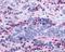 Leukotriene B4 receptor 2 antibody, NLS2099, Novus Biologicals, Immunohistochemistry frozen image 