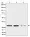 DNA Damage Inducible Transcript 3 antibody, M00311, Boster Biological Technology, Western Blot image 