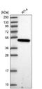 Par-6 Family Cell Polarity Regulator Gamma antibody, PA5-61402, Invitrogen Antibodies, Western Blot image 