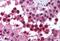 Cullin 9 antibody, MBS241302, MyBioSource, Immunohistochemistry paraffin image 