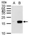 CD-RAP antibody, PA5-35927, Invitrogen Antibodies, Western Blot image 