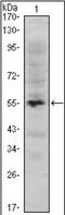 PWWP Domain Containing 3A, DNA Repair Factor antibody, orb89456, Biorbyt, Western Blot image 