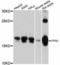 Peptidyl-prolyl cis-trans isomerase H antibody, PA5-76597, Invitrogen Antibodies, Western Blot image 