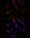 YTH Domain Containing 2 antibody, LS-C749978, Lifespan Biosciences, Immunofluorescence image 