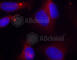 Zeta Chain Of T Cell Receptor Associated Protein Kinase 70 antibody, AP0467, ABclonal Technology, Immunofluorescence image 