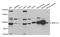 MRE11 Homolog, Double Strand Break Repair Nuclease antibody, TA332553, Origene, Western Blot image 