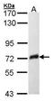 Sulfated glycoprotein 1 antibody, TA308630, Origene, Western Blot image 