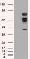 X-Ray Repair Cross Complementing 1 antibody, LS-C114944, Lifespan Biosciences, Western Blot image 