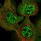 Ubiquitin-fold modifier-conjugating enzyme 1 antibody, HPA028722, Atlas Antibodies, Immunofluorescence image 