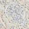 Small Nuclear Ribonucleoprotein Polypeptide E antibody, LS-C334087, Lifespan Biosciences, Immunohistochemistry frozen image 