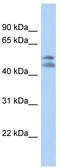 Platelet-activating factor acetylhydrolase IB subunit alpha antibody, TA335148, Origene, Western Blot image 