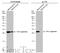 Tyrosine 3-Monooxygenase/Tryptophan 5-Monooxygenase Activation Protein Gamma antibody, GTX134246, GeneTex, Western Blot image 