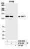 Programmed Cell Death 1 antibody, A700-099, Bethyl Labs, Immunoprecipitation image 