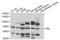 REL Proto-Oncogene, NF-KB Subunit antibody, LS-C331327, Lifespan Biosciences, Western Blot image 