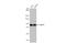 Neuraminidase antibody, GTX636765, GeneTex, Western Blot image 