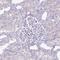 Plexin B3 antibody, NBP2-38573, Novus Biologicals, Immunohistochemistry paraffin image 