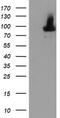 Arachidonate 15-Lipoxygenase antibody, TA504249, Origene, Western Blot image 