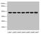 Farnesyltransferase, CAAX Box, Beta antibody, A62606-100, Epigentek, Western Blot image 
