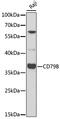 CD79b Molecule antibody, GTX53917, GeneTex, Western Blot image 