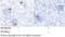 Renin-2 antibody, 50279-RP02, Sino Biological, Immunohistochemistry frozen image 