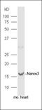 Nanos homolog 3 antibody, orb185636, Biorbyt, Western Blot image 