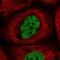 YJU2 Splicing Factor Homolog antibody, HPA055675, Atlas Antibodies, Immunofluorescence image 