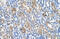 Solute Carrier Family 36 Member 3 antibody, 29-958, ProSci, Immunohistochemistry frozen image 