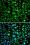 Caspase recruitment domain-containing protein 11 antibody, orb247828, Biorbyt, Immunofluorescence image 